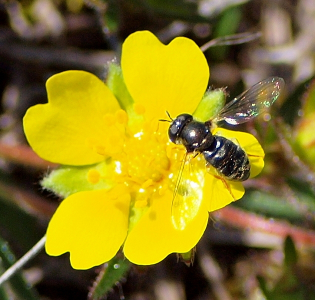 Syrphidae: Paragus cfr. pecchiolii